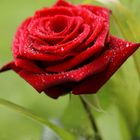 Red Rose