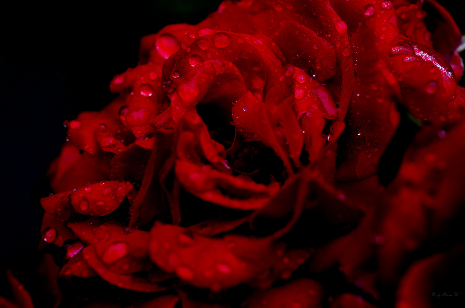 Red rose