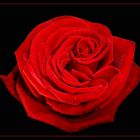 Red Rose