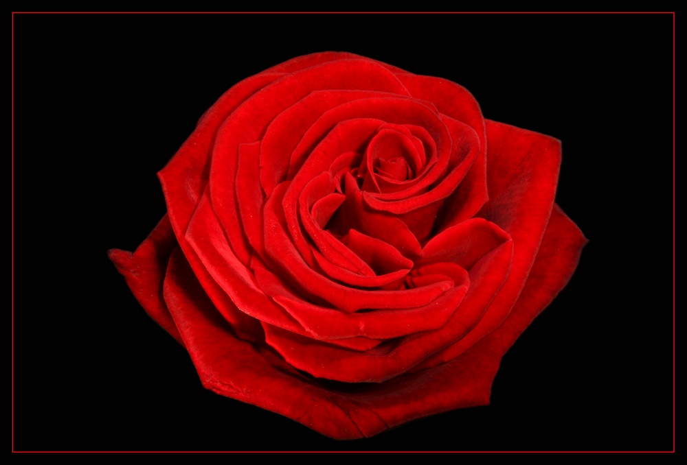 Red Rose