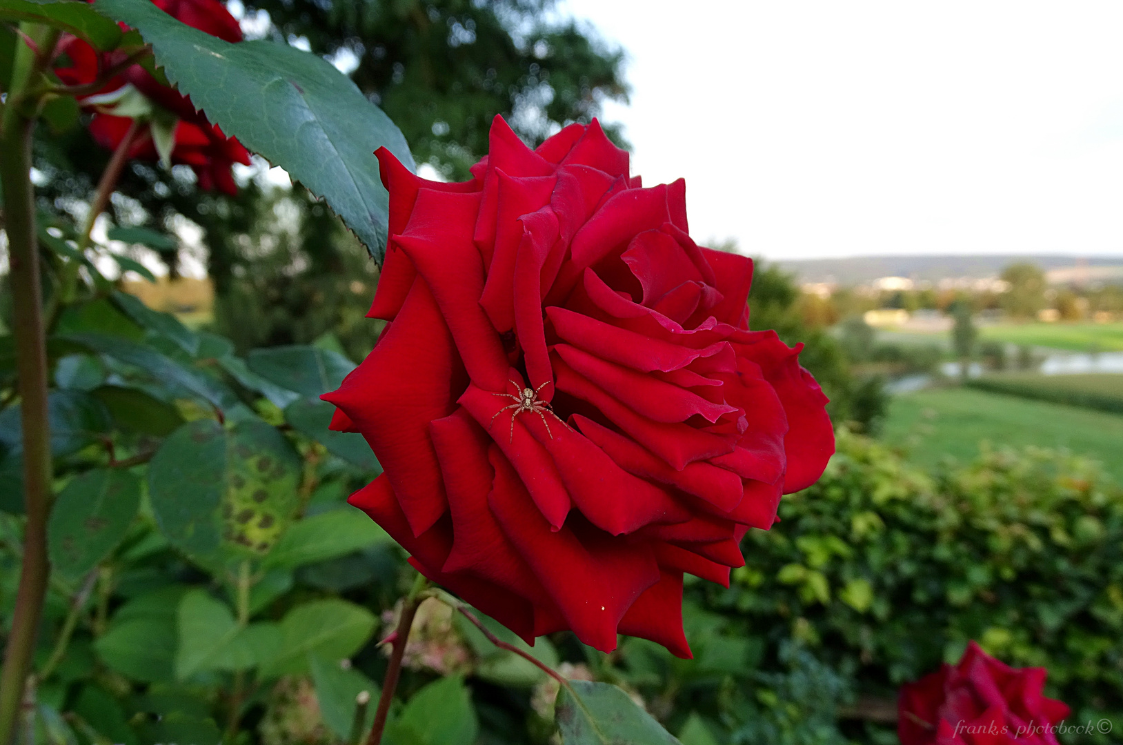 Red Rose ..