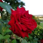 Red Rose ..