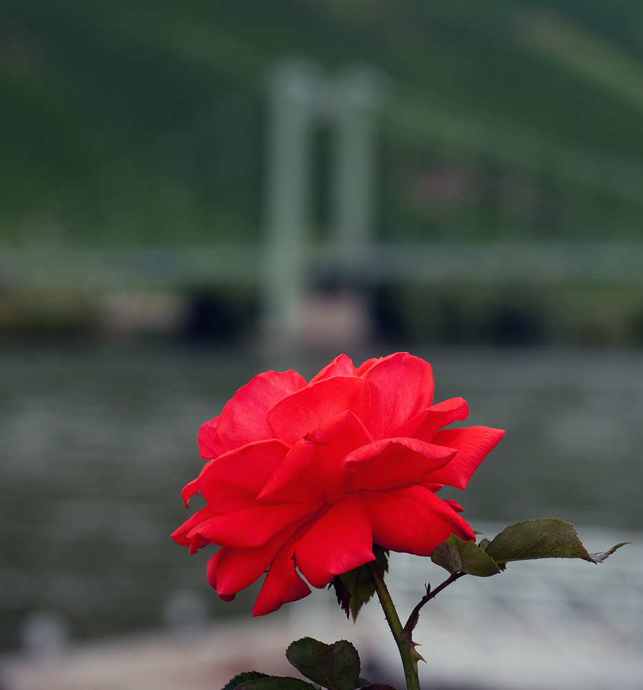 "red rose"