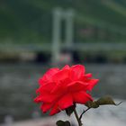 "red rose"