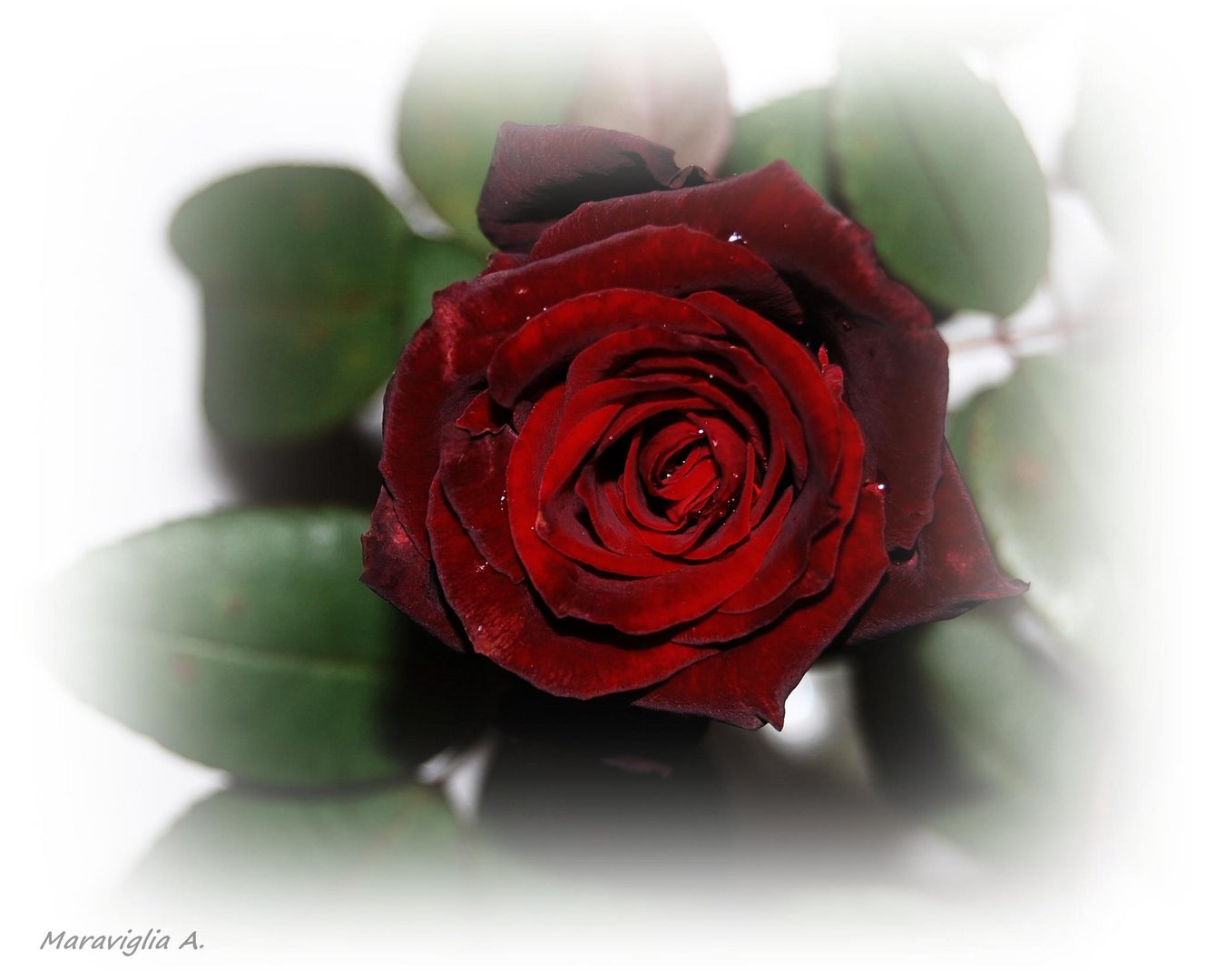 Red rose