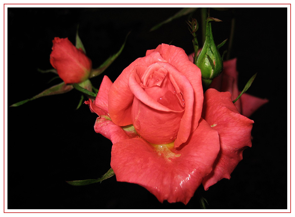 red rose-1