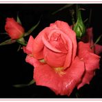 red rose-1