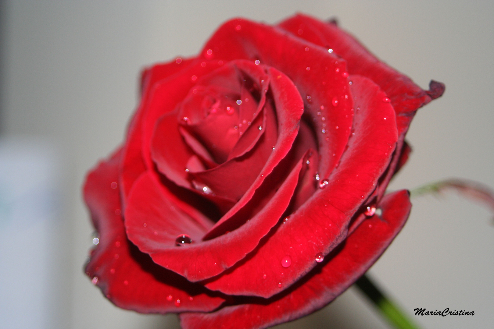 Red Rose 1