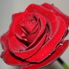 Red Rose 1