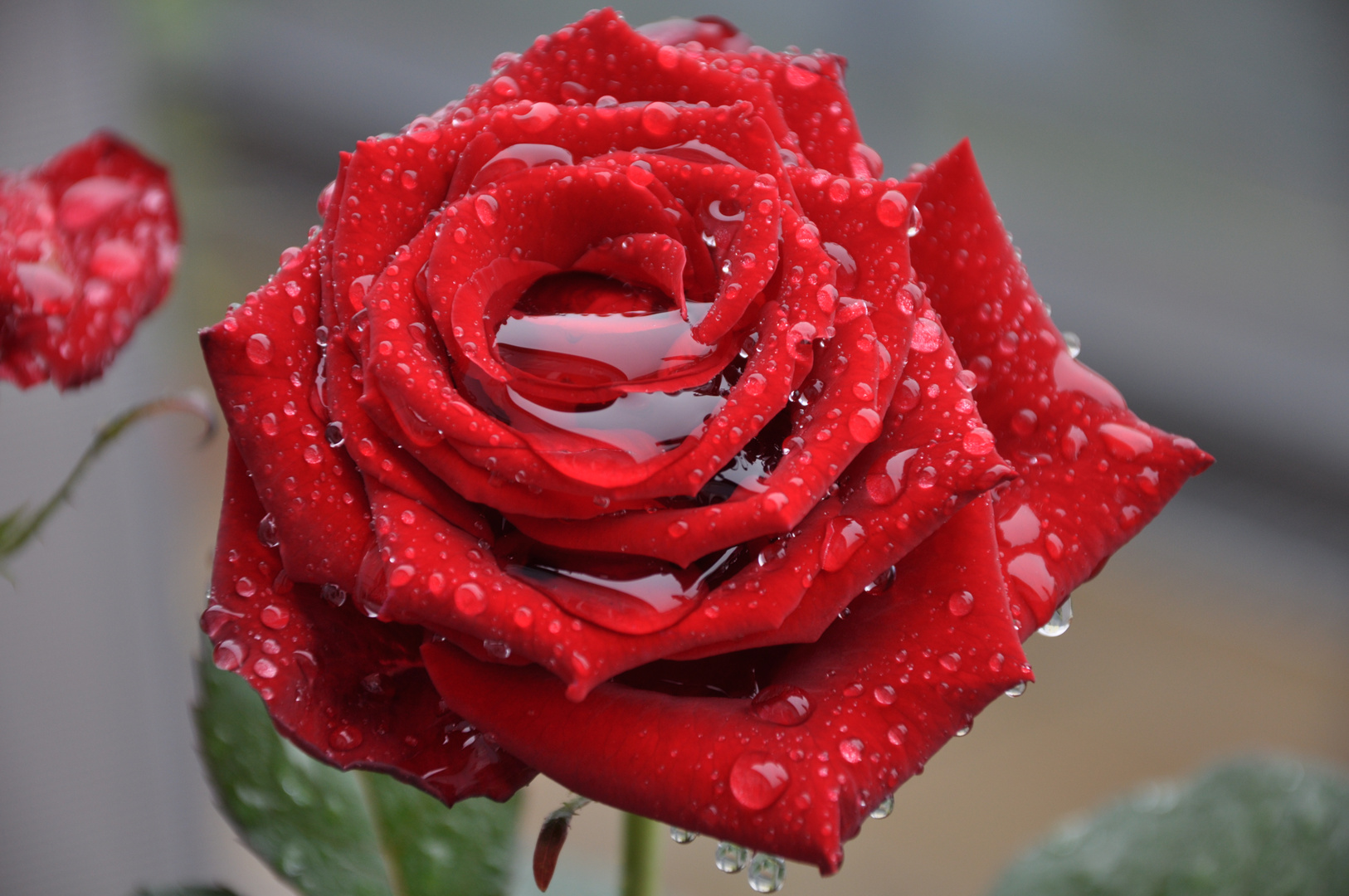 red rose