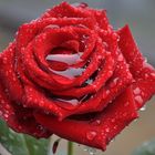 red rose