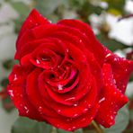 Red Rose