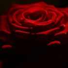 red rose