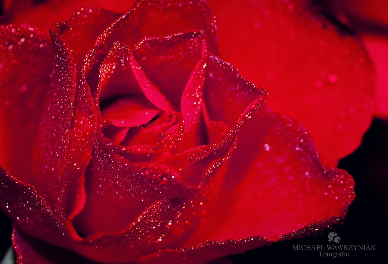 Red Rose