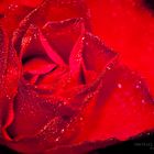 Red Rose