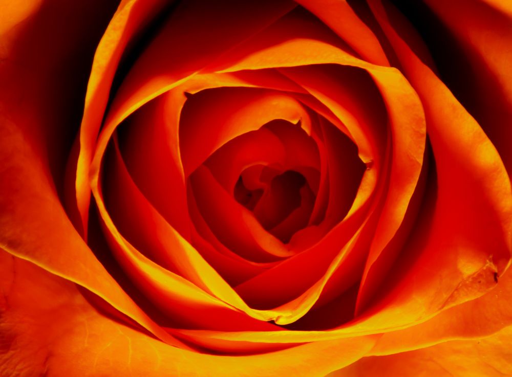 red rose von Andreas_Köhler