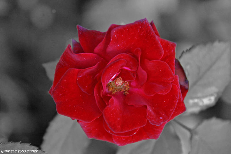 Red Rose 2