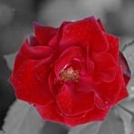 Red Rose 2