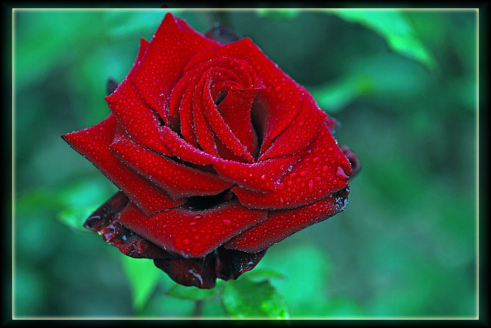 red rose 2