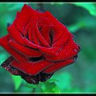 red rose 2