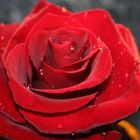 Red Rose 2