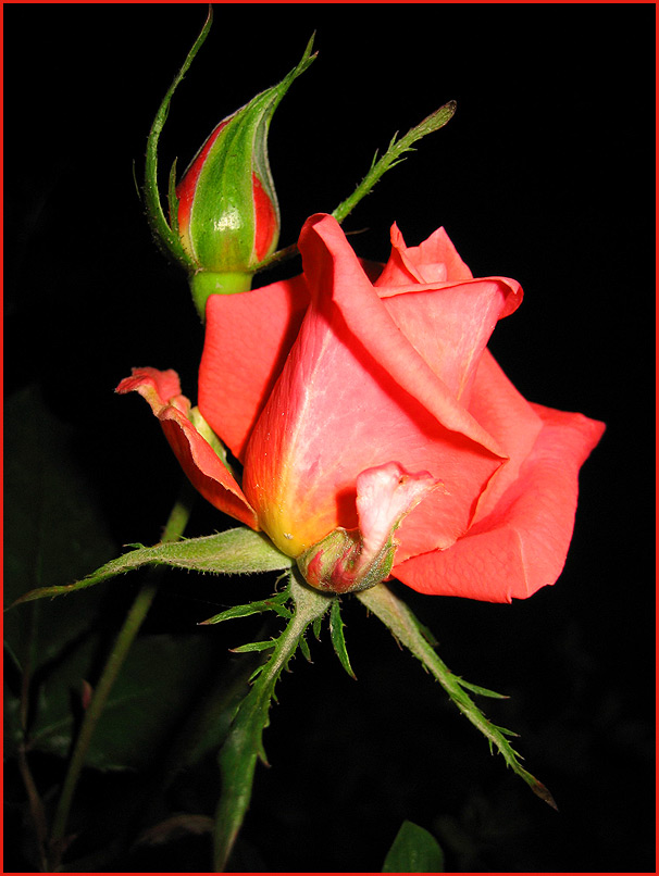 red rose-2