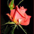 red rose-2