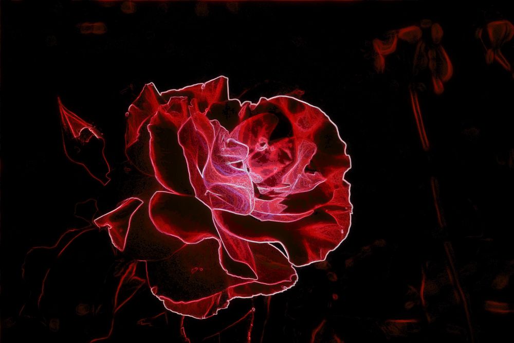 Red rose 2