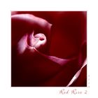 Red Rose 2