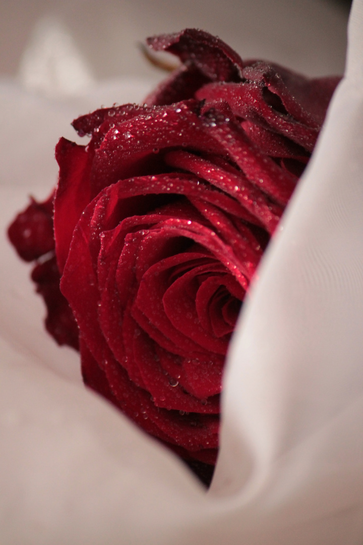 Red Rose 2013 by Dina.T