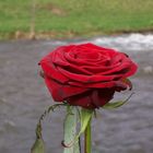 Red Rose