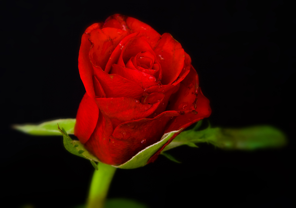 Red Rose