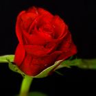 Red Rose