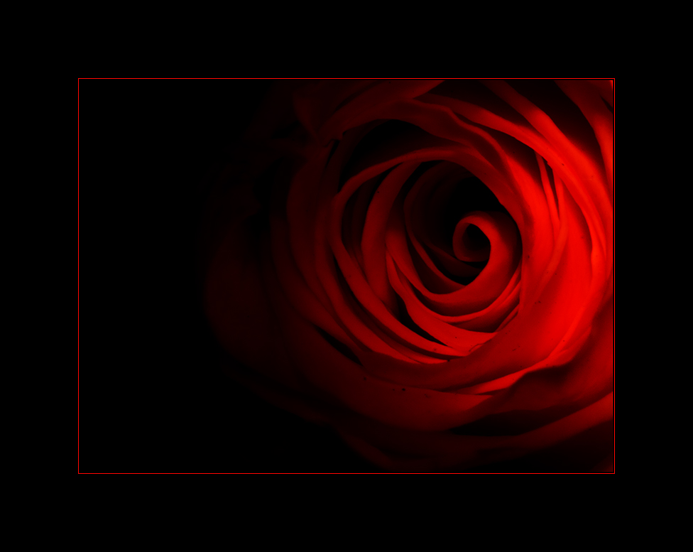 red rose