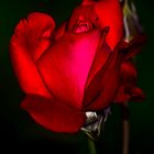 Red Rose