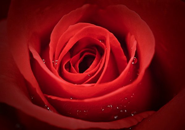 Red Rose