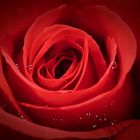 Red Rose