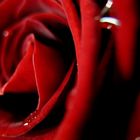 Red Rose