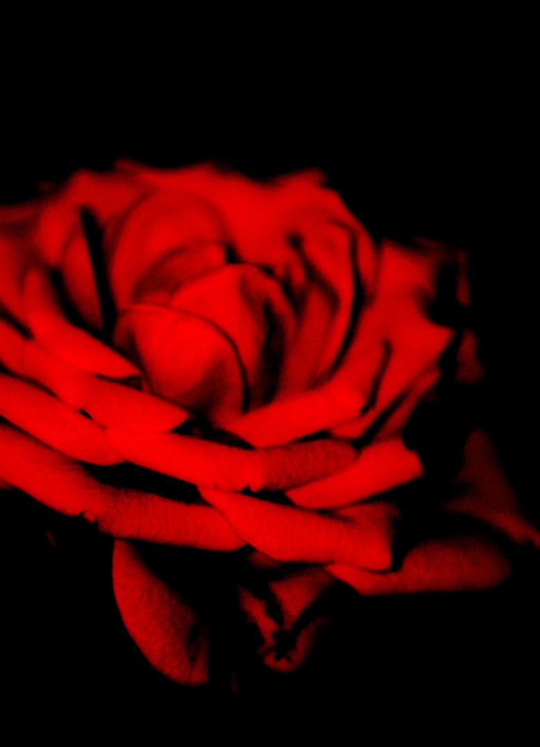 Red Rose