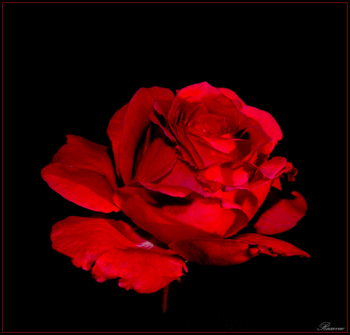 red rose