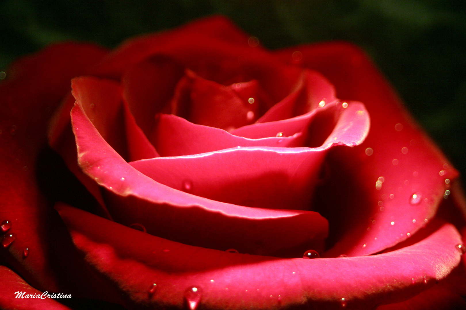 Red Rose 3