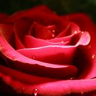 Red Rose 3