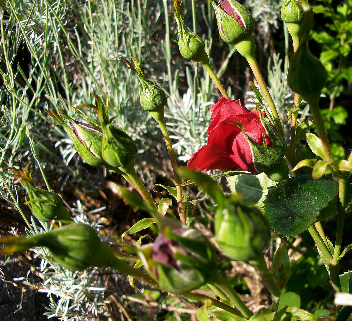 Red Rose