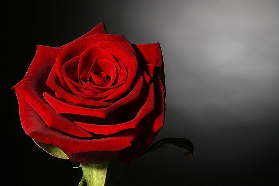 Red Rose