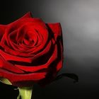 Red Rose