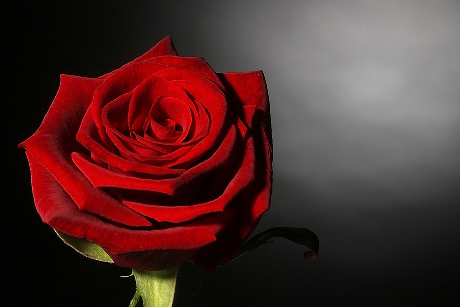 Red Rose von Nils Propfen