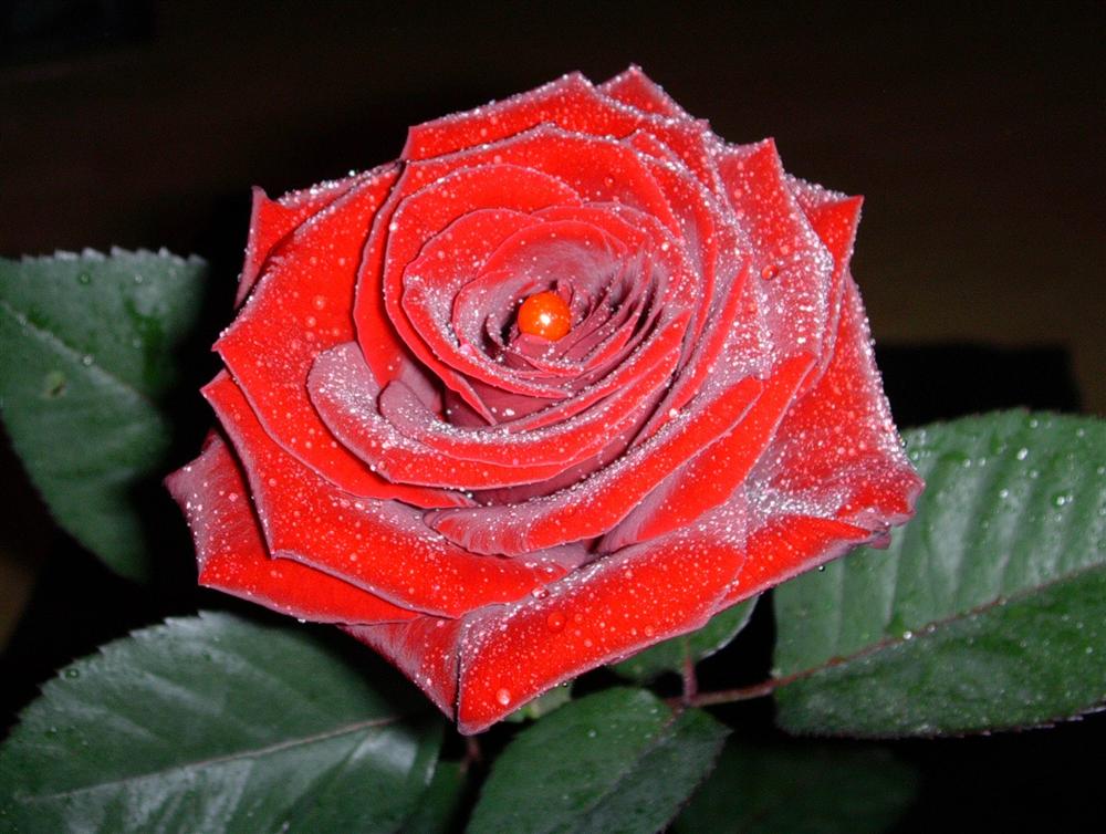 red Rose...