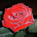 red Rose...