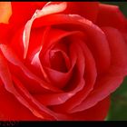 red rose