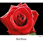 Red Rose